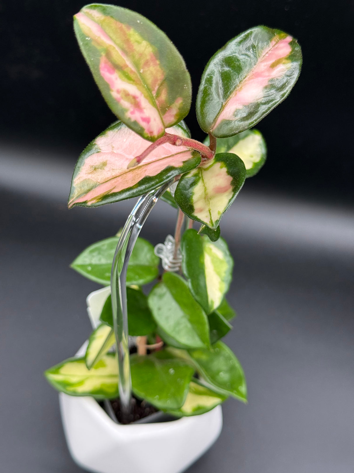 carnosa 'Krimson Princess’ (Tricolor) -WE-067