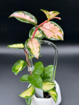 carnosa 'Krimson Princess’ (Tricolor) -WE-067