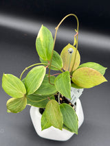 camphorifolia (outer variegated) -WD-530