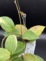 camphorifolia (outer variegated) -WD-530
