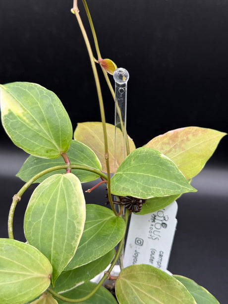 camphorifolia (outer variegated) -WD-530