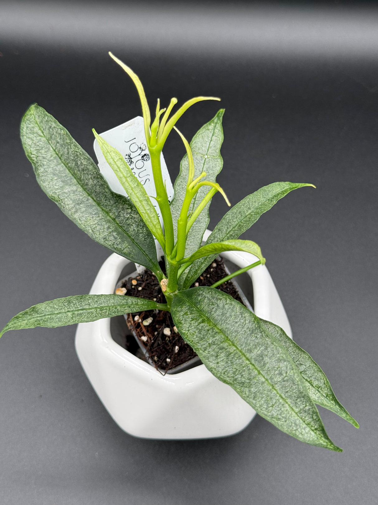 irisiae (silver) -WE-057