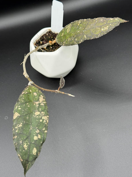 clemensiorum NAPC043 -WD-600