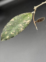 clemensiorum NAPC043 -WD-600