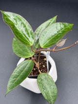 UT249 x latifolia ‘Pot of Gold’ -WD-934