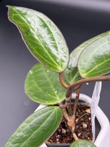 UT249 x latifolia ‘Pot of Gold’ -WD-934