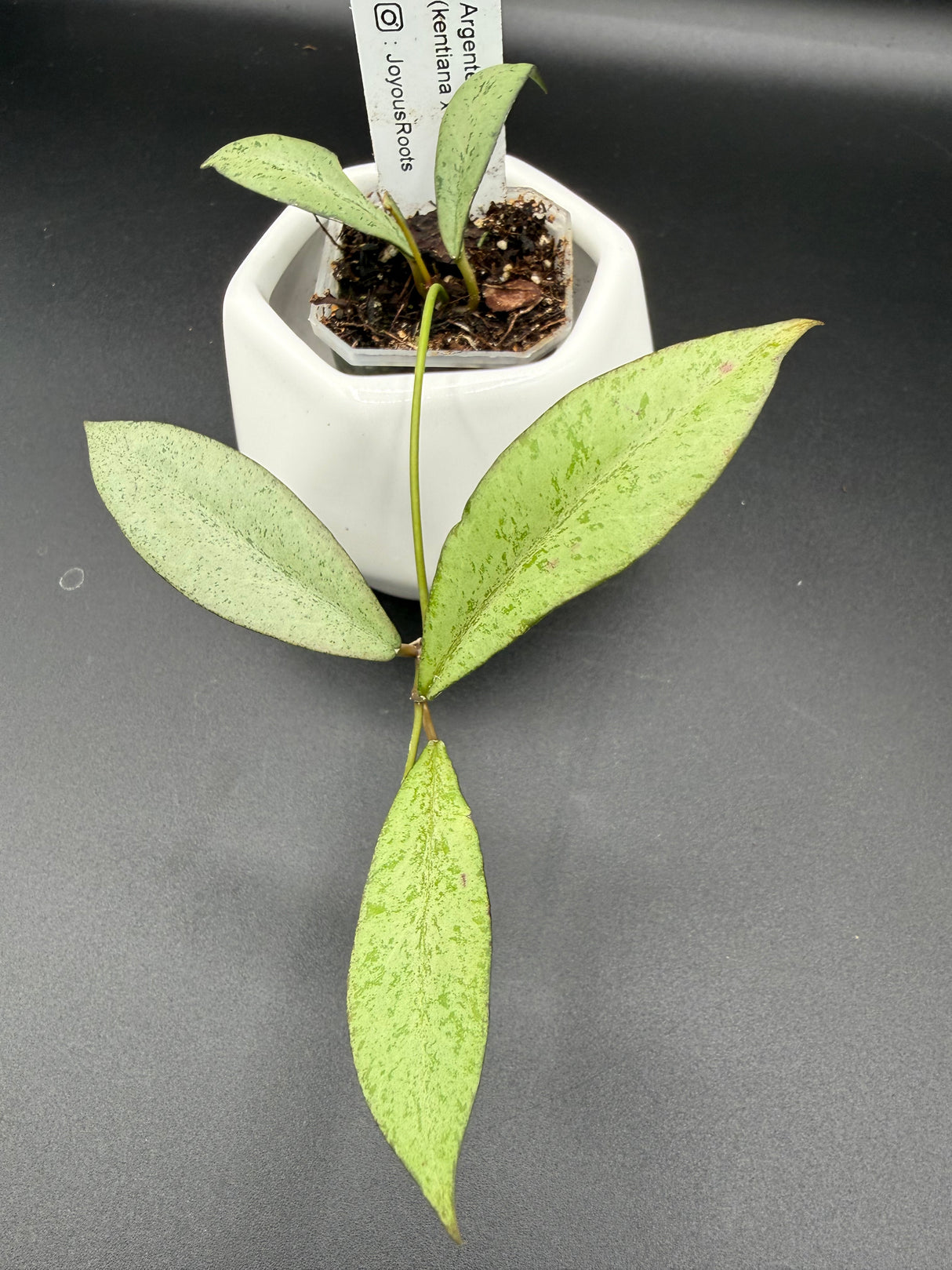 'Argentella Luna'  (kentiana x lamingtoniae) -WE-457
