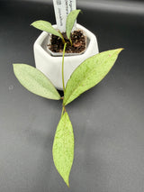 'Argentella Luna'  (kentiana x lamingtoniae) -WE-457