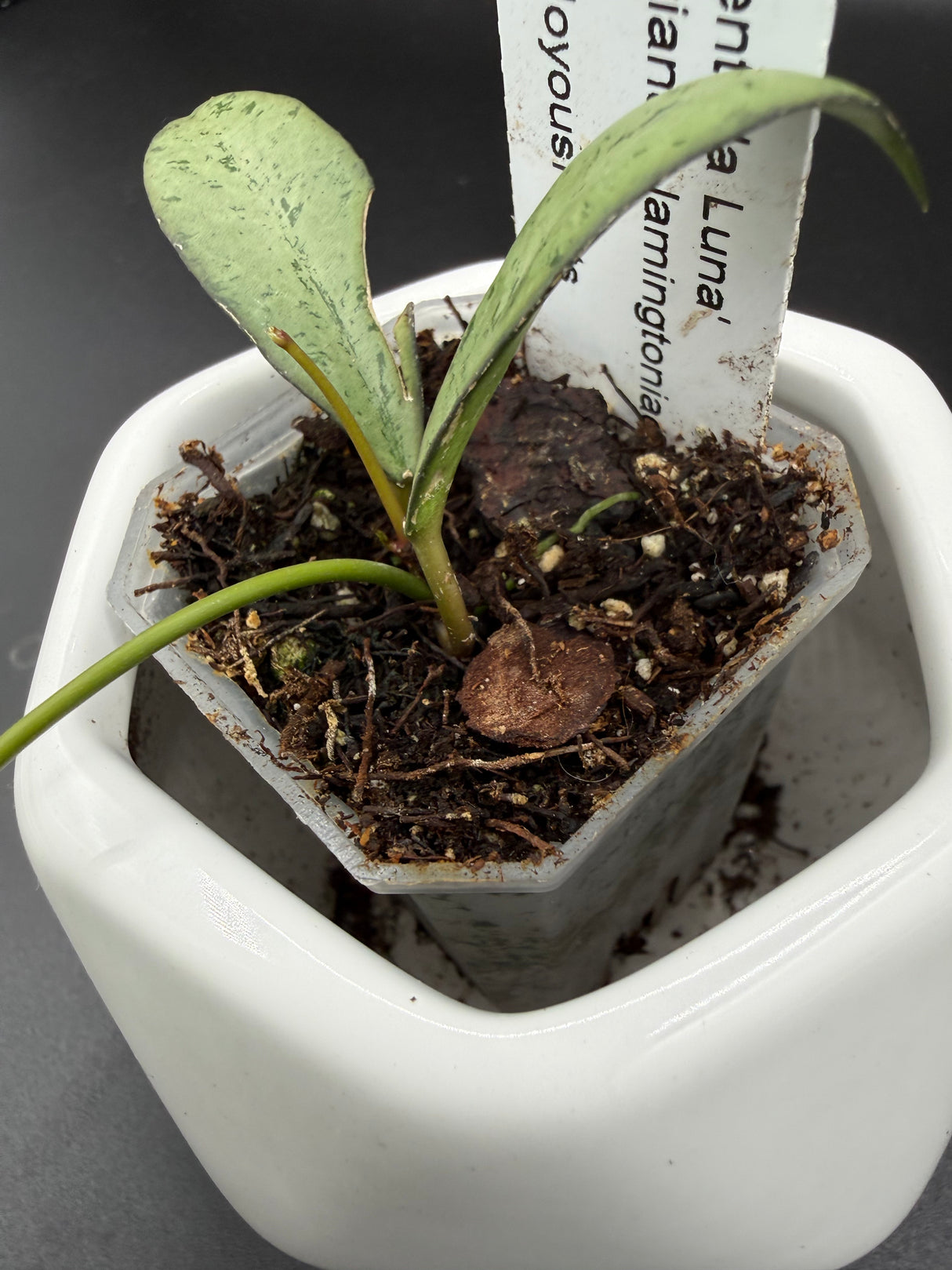 'Argentella Luna'  (kentiana x lamingtoniae) -WE-457
