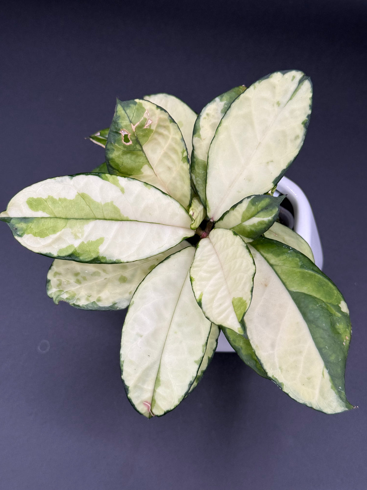 crassipetiolata (variegated) -WE-637