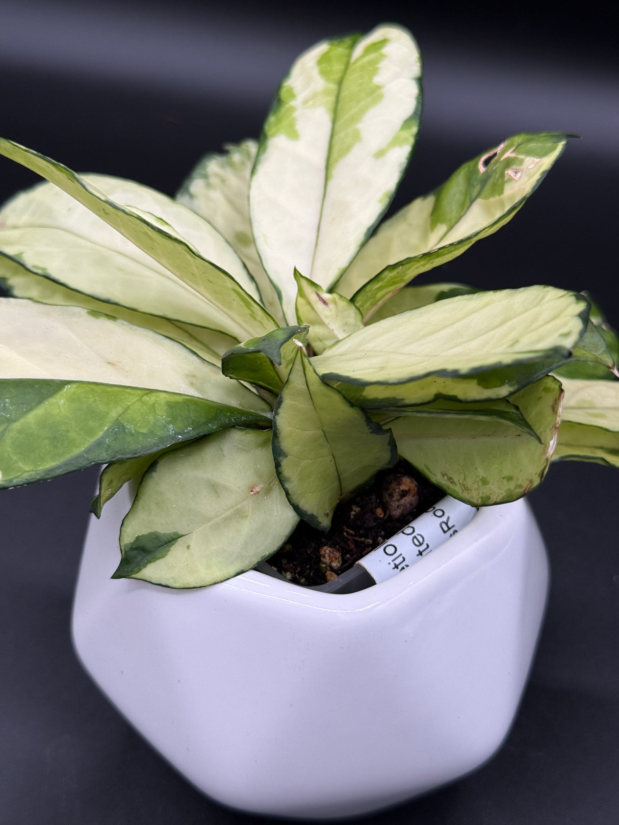crassipetiolata (variegated) -WE-637