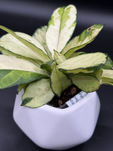 crassipetiolata (variegated) -WE-637