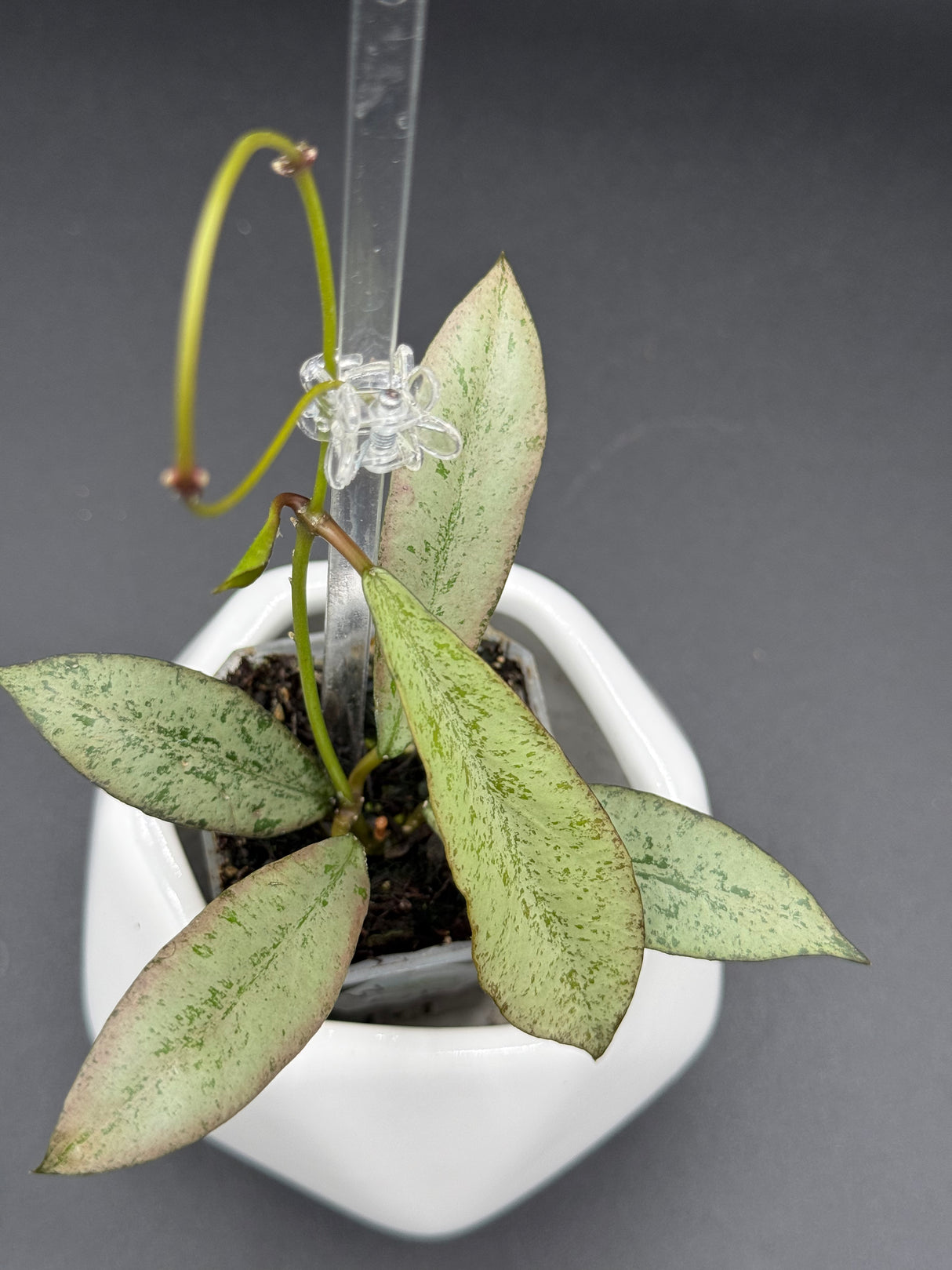 'Argentella Luna' (kentiana x lamingtonae) -WE-233