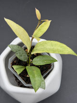 lacunosa ‘Winter Pandora’ -WD-950