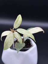 lacunosa 'Winter Pandora' -WE-235