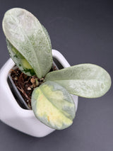 carnosa ‘Argentea Princess’ -WD-946