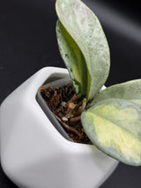 carnosa ‘Argentea Princess’ -WD-946