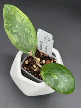 'Swiffer's Glow' -WE-651