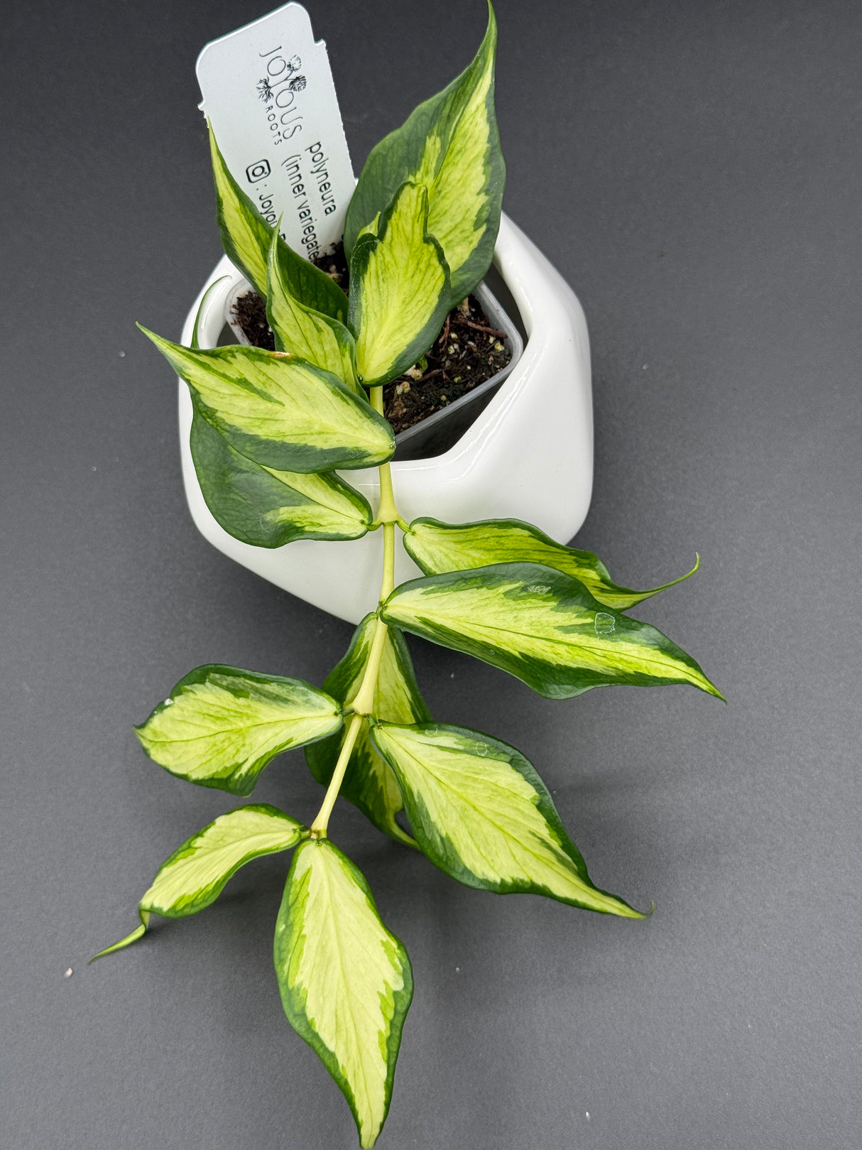 polyneura (inner variegated) -WD-936