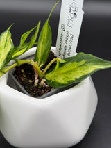polyneura (inner variegated) -WD-936