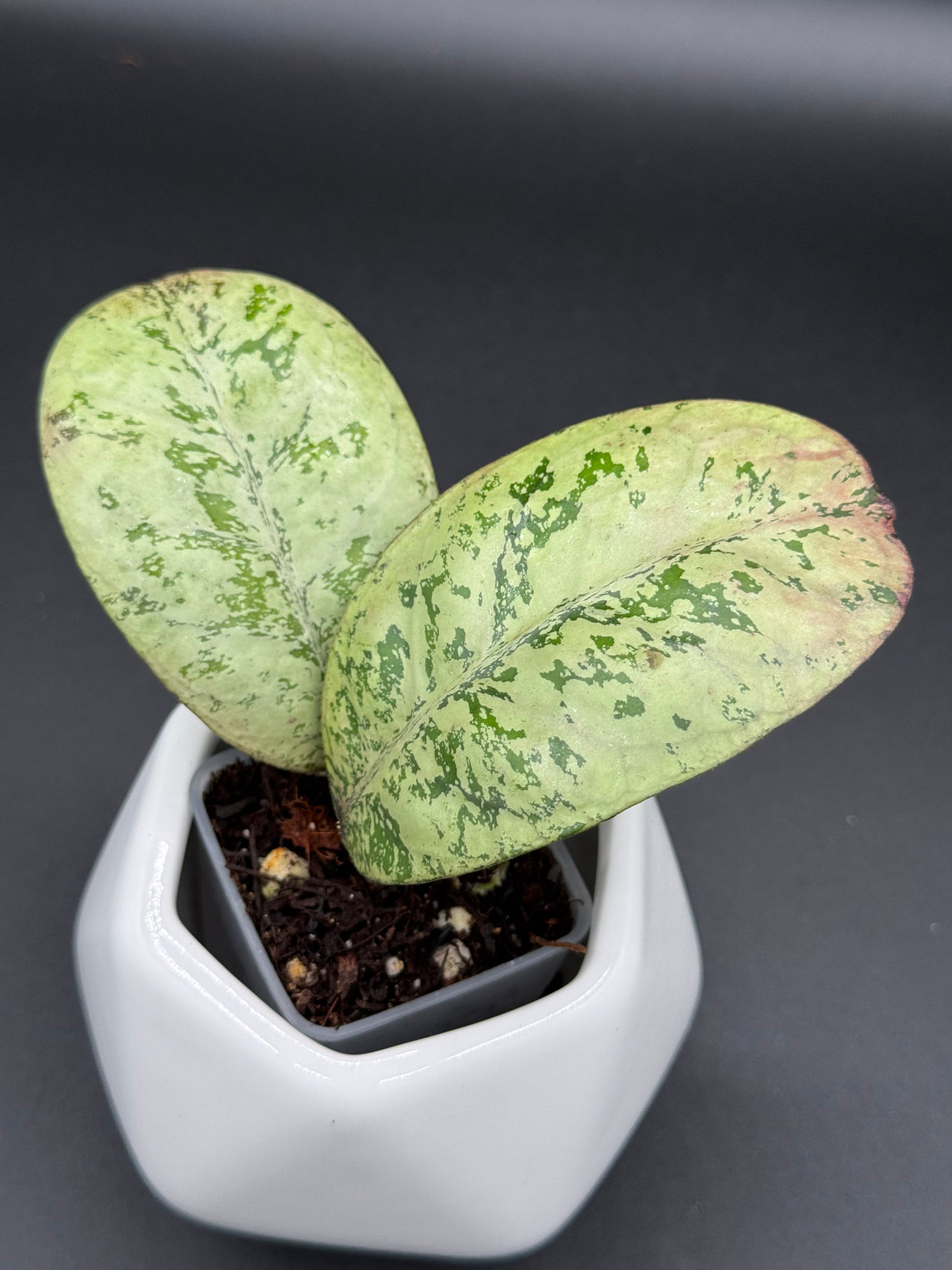 'Lorelai' -WE-649