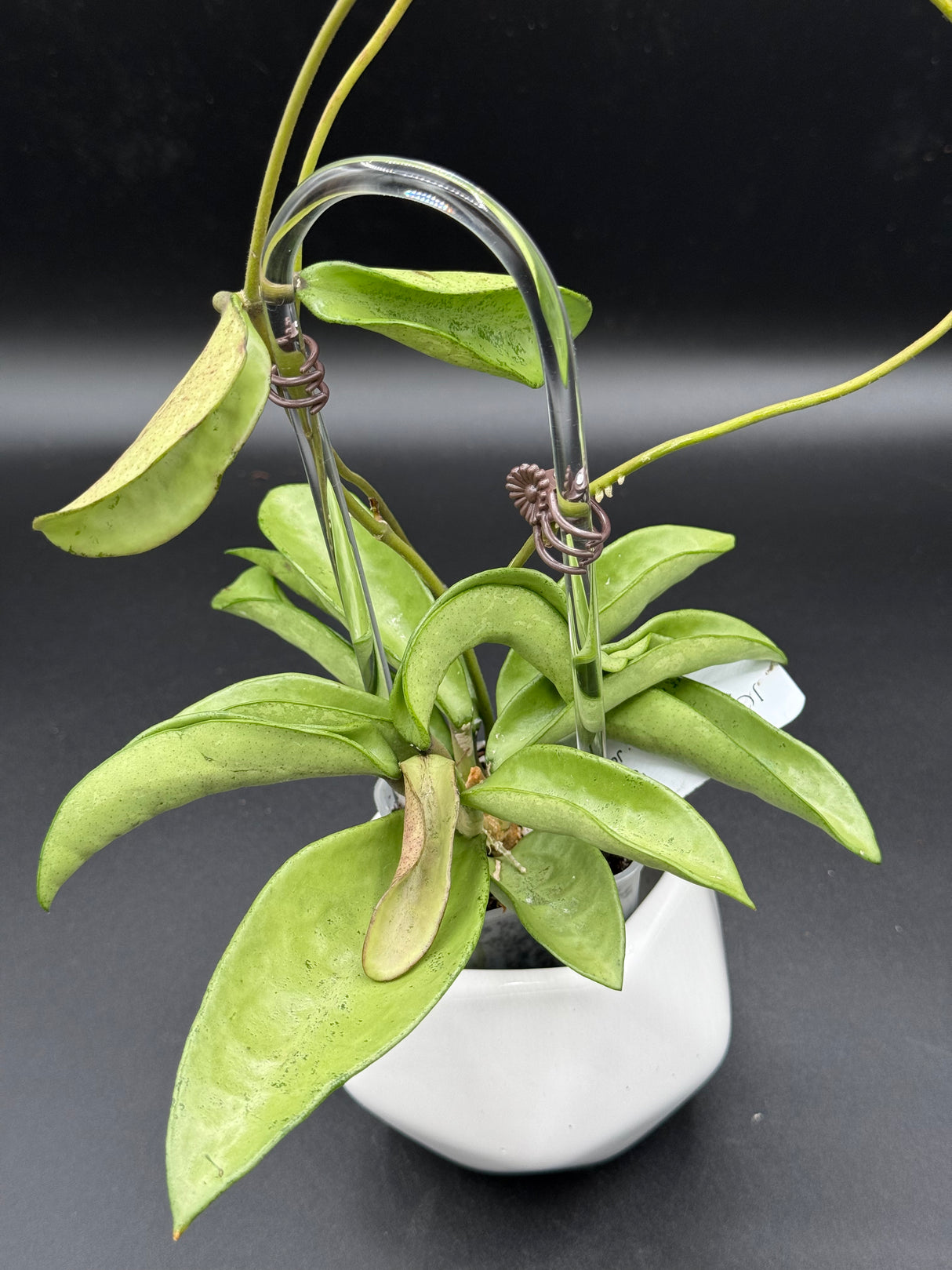 Verticillata ‘Silver Ghost’ -WD-454