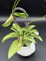 Verticillata ‘Silver Ghost’ -WD-454