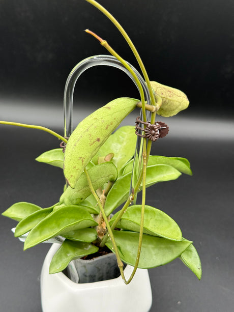 Verticillata ‘Silver Ghost’ -WD-454