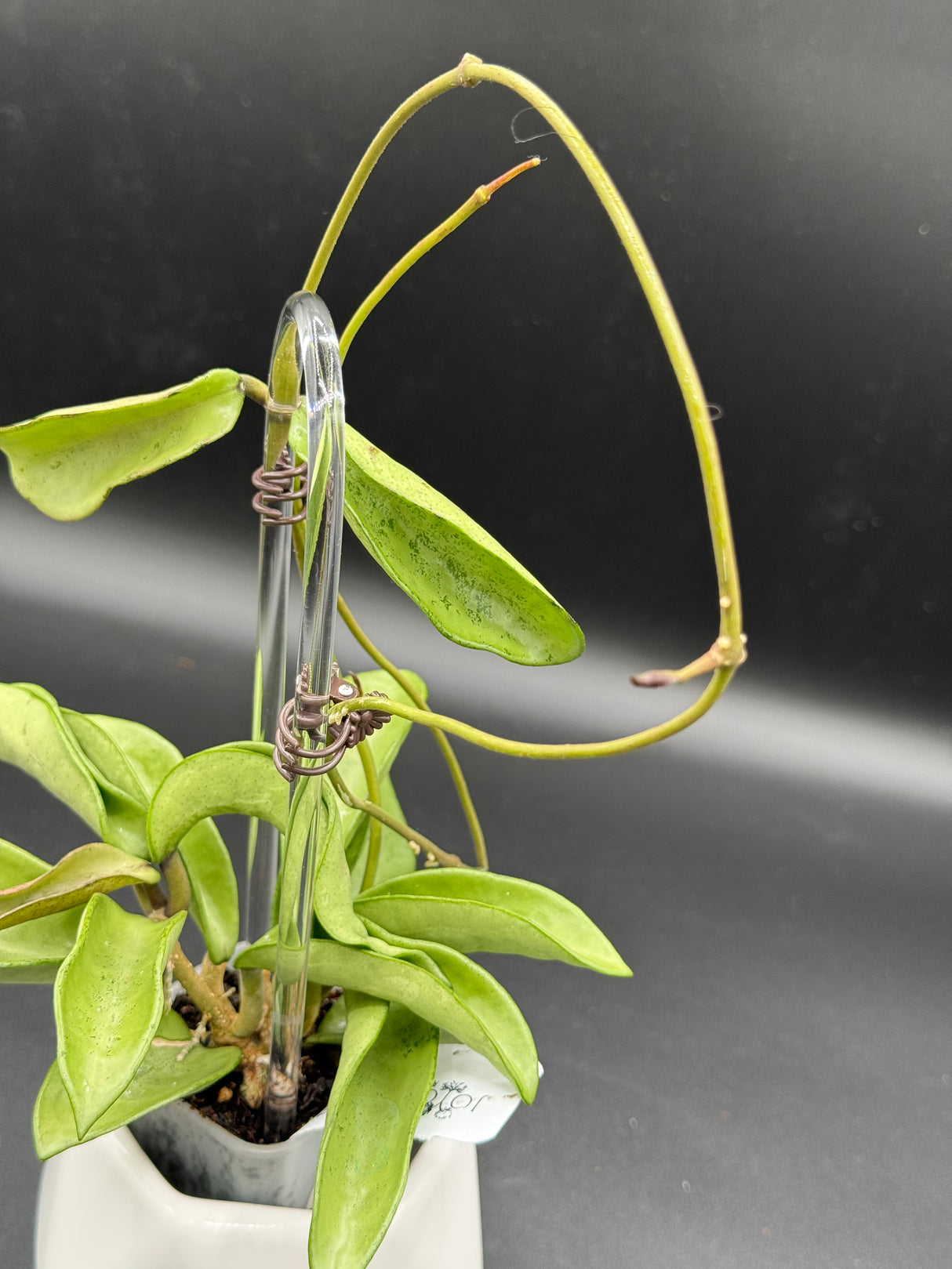 Verticillata ‘Silver Ghost’ -WD-454