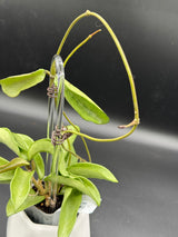Verticillata ‘Silver Ghost’ -WD-454