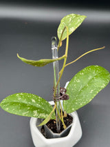 vitellinoides (Bengkulu) -WD-956