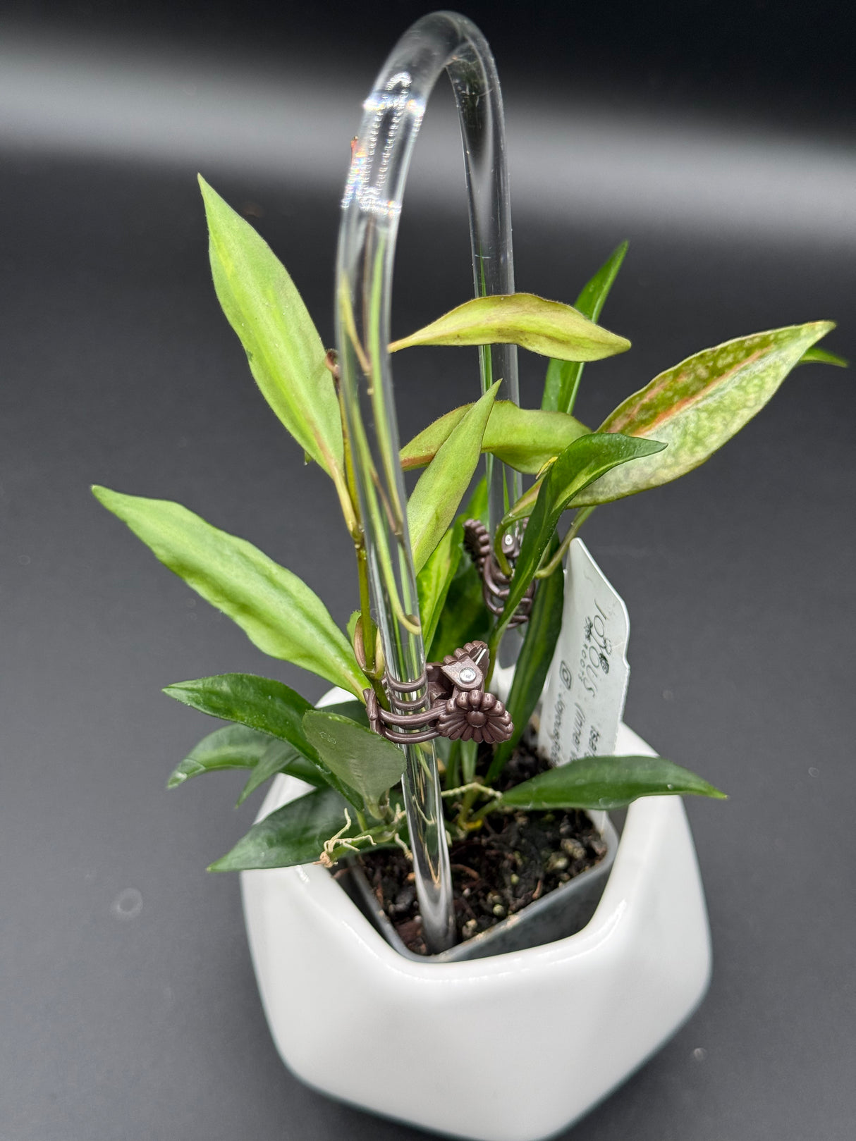 tsangi (inner variegated) -WD-939