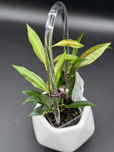 tsangi (inner variegated) -WD-939