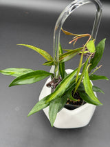 tsangi (inner variegated) -WD-939