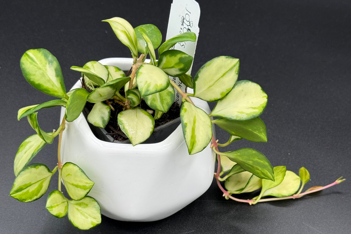 heuschkeliana (variegated) -WD-929