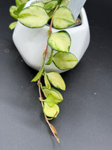 heuschkeliana (variegated) -WD-929