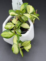 heuschkeliana (variegated) -WD-929