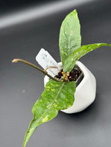 sp. Bur Senubung -WE-068