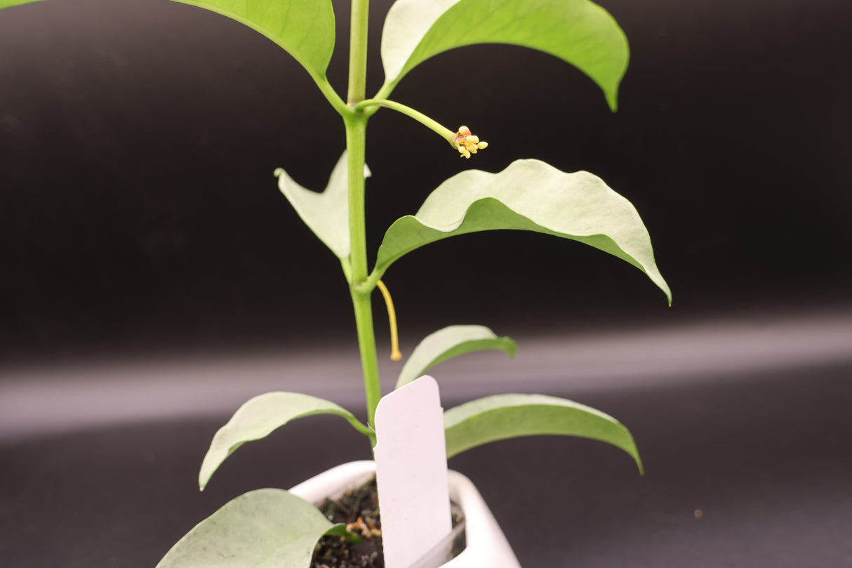 multiflora 'Wonderphil' -WE-239
