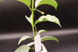 multiflora 'Wonderphil' -WE-239
