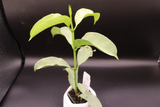 multiflora 'Wonderphil' -WE-239