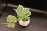 para outter variegated -WE-076