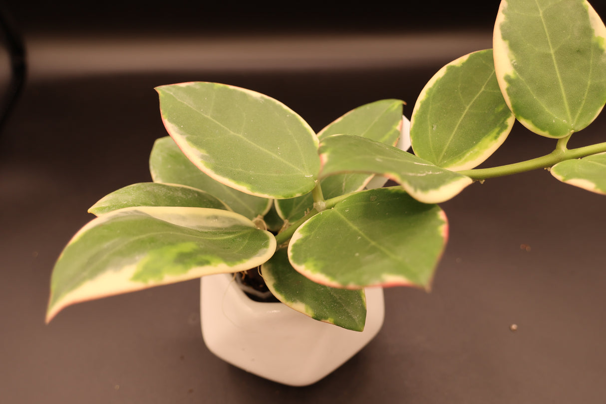 para outter variegated -WE-076