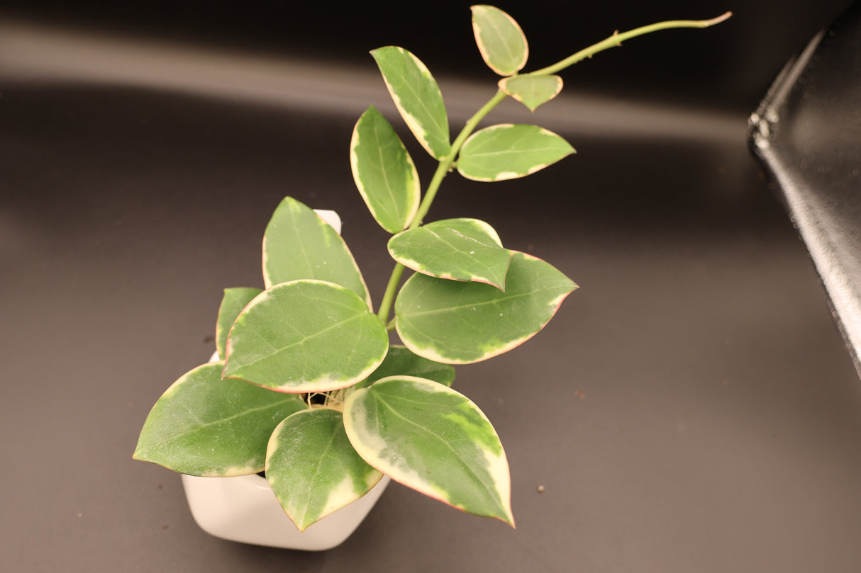 para outter variegated -WE-076