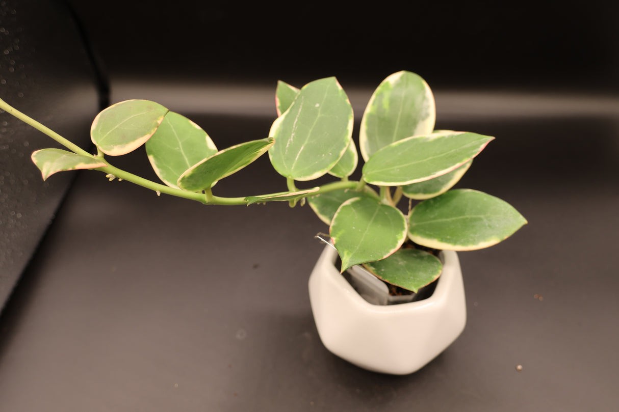 para outter variegated -WE-076