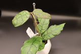 Callistophylla AR18 - WD-605