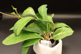 Mindorensis 'Purple Star' variegated -WE-362