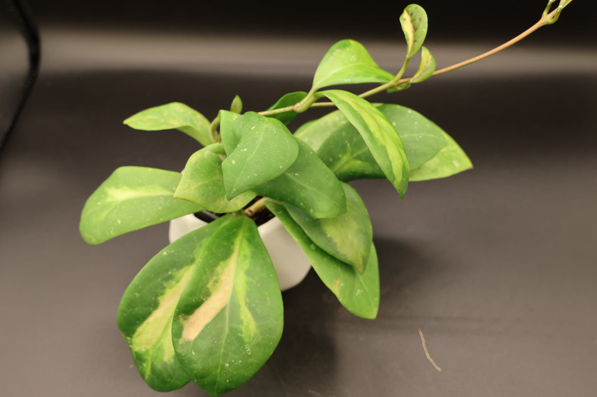 Mindorensis 'Purple Star' variegated -WE-362