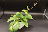 Mindorensis 'Purple Star' variegated -WE-362