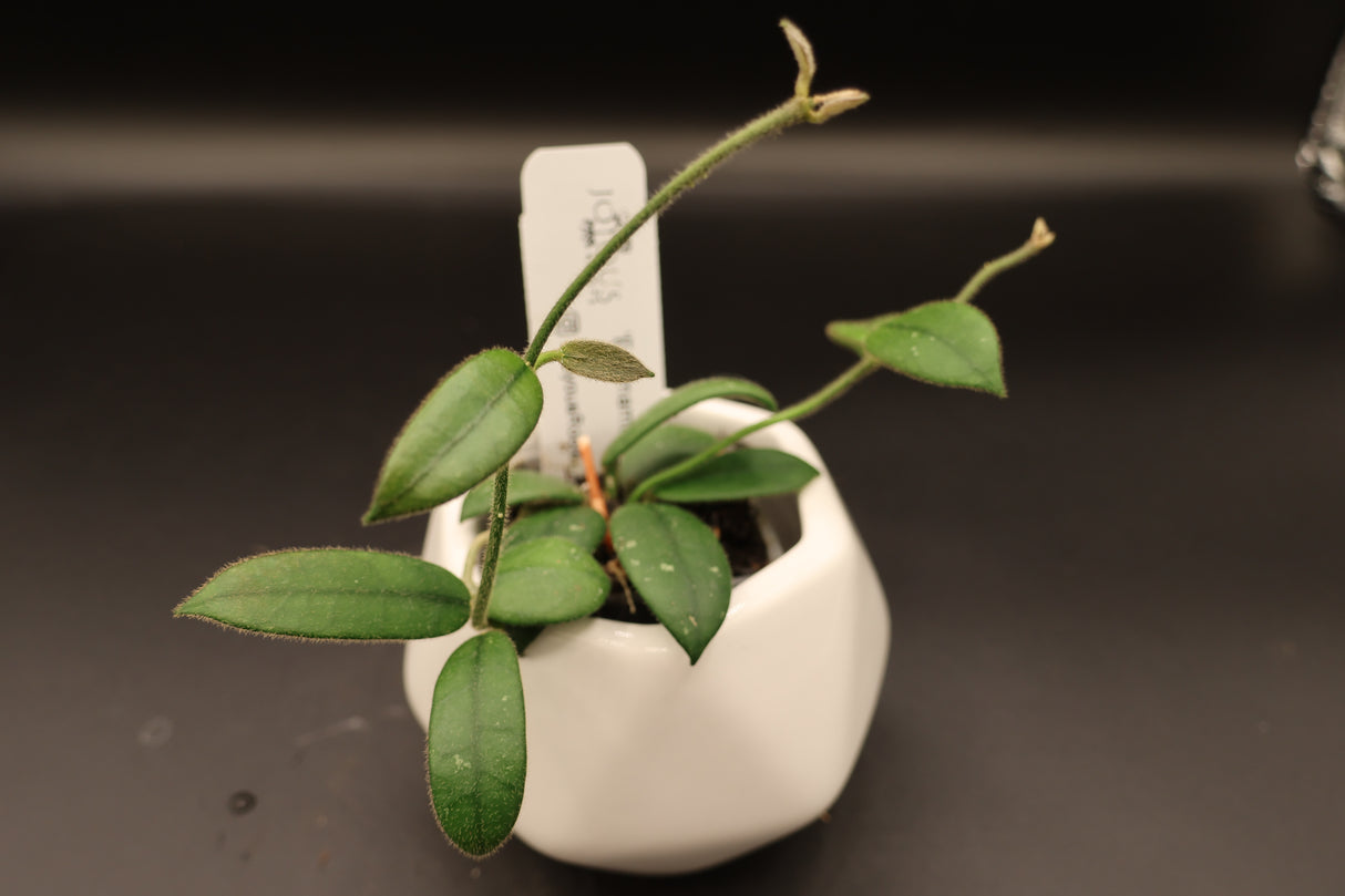 'Edamame’ -WE-080